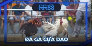 da ga cua dao 300x150 1