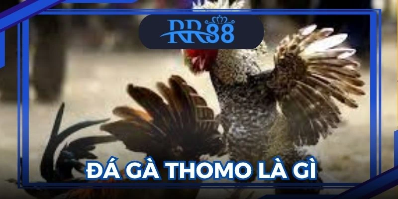 đá gà thomo