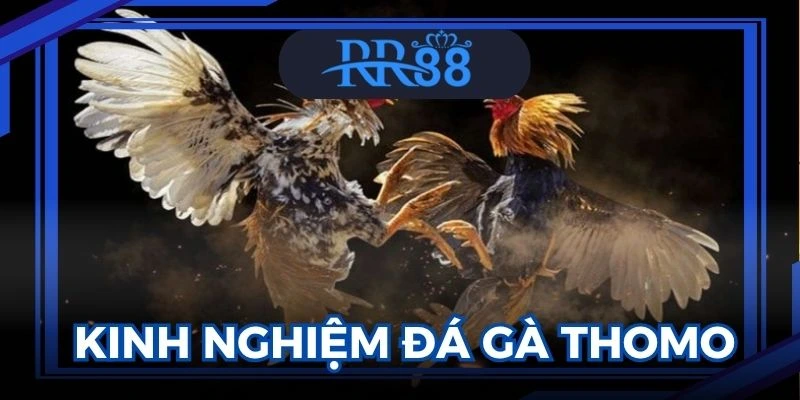 Đá gà thomo